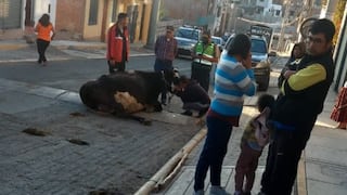 Matan a perro pitbull por atacar a una vaca en Arequipa