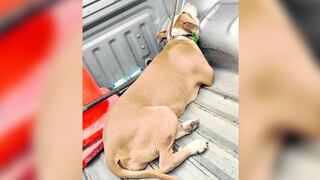 Policía detiene a feroz perro que tras atacar a obrero amenazaba a transeúntes