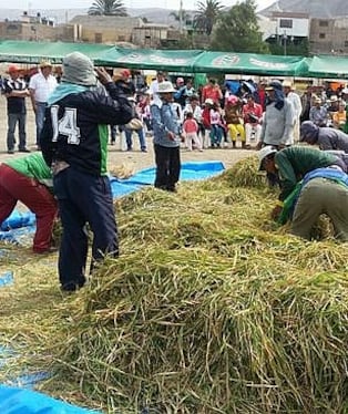 Cosecha del arroz en Cocachacra en otra edición, en Arequipa. Foto: Cocachacra.