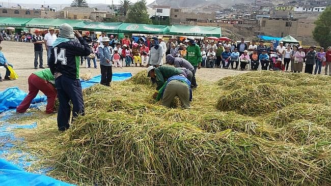 Cosecha del arroz en Cocachacra en otra edición, en Arequipa. Foto: Cocachacra.