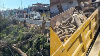 Ica: denuncian tala indiscriminada de árboles en el malecón La Achirana de Parcona