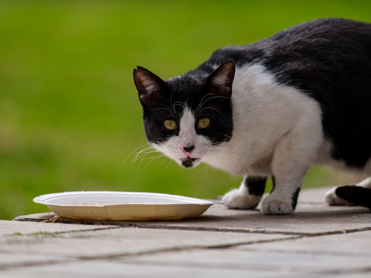 La pérdida de apetito puede tener causas médicas, ambientales o alimentarias. En los gatos, dejar de comer requiere especial atención debido al riesgo de complicaciones.