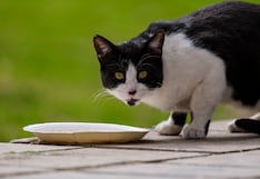 ¿Tu perro o gato no quiere comer? Estas pueden ser las causas y señales de alerta