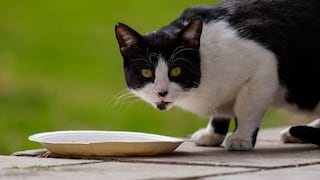 ¿Tu perro o gato no quiere comer? Estas pueden ser las causas y señales de alerta