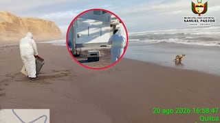 Lobo marino aparece en vereda de vivienda en Camaná