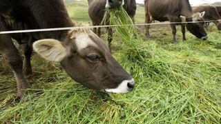 Ganaderos sacrifican 800 vacas por crisis en la región Arequipa