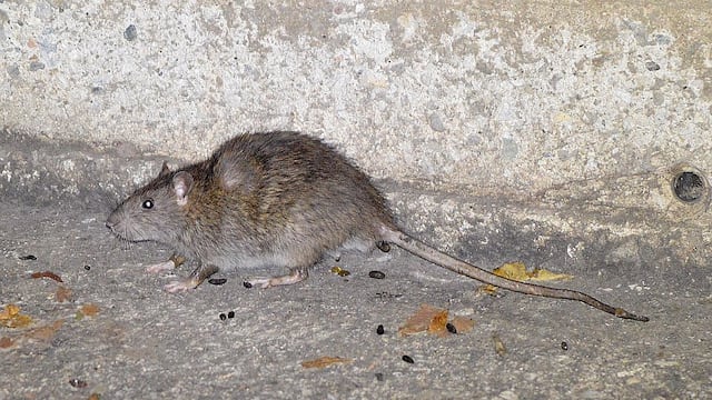 Encuentran ratas en instalaciones del municipio de San Román [VIDEO]