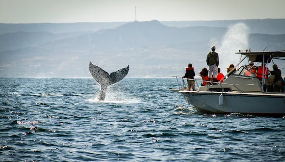 Yate con turistas en recorrido de avistamiento de ballenas jorobadas en Los Órganos