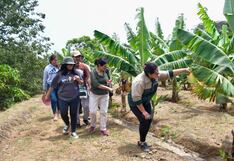 Trujillo: Productores de Laredo cosecharán banano Valery