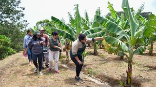 Trujillo: Productores de Laredo cosecharán banano Valery