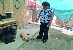 Nasca: vecina denuncia envenenamiento de animales en el sector Huaranguito