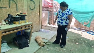 Nasca: vecina denuncia envenenamiento de animales en el sector Huaranguito