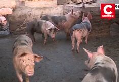 Residentes de Ate alertan sobre presencia de puma que mata a sus animales de granja