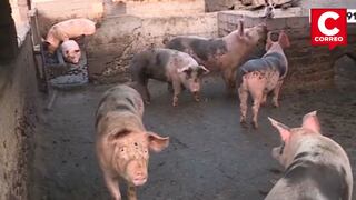 Residentes de Ate alertan sobre presencia de puma que mata a sus animales de granja