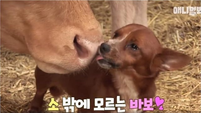 Perro sorprende con triste reacción porque sus dueños vendieron vaca que lo crio (VIDEO)