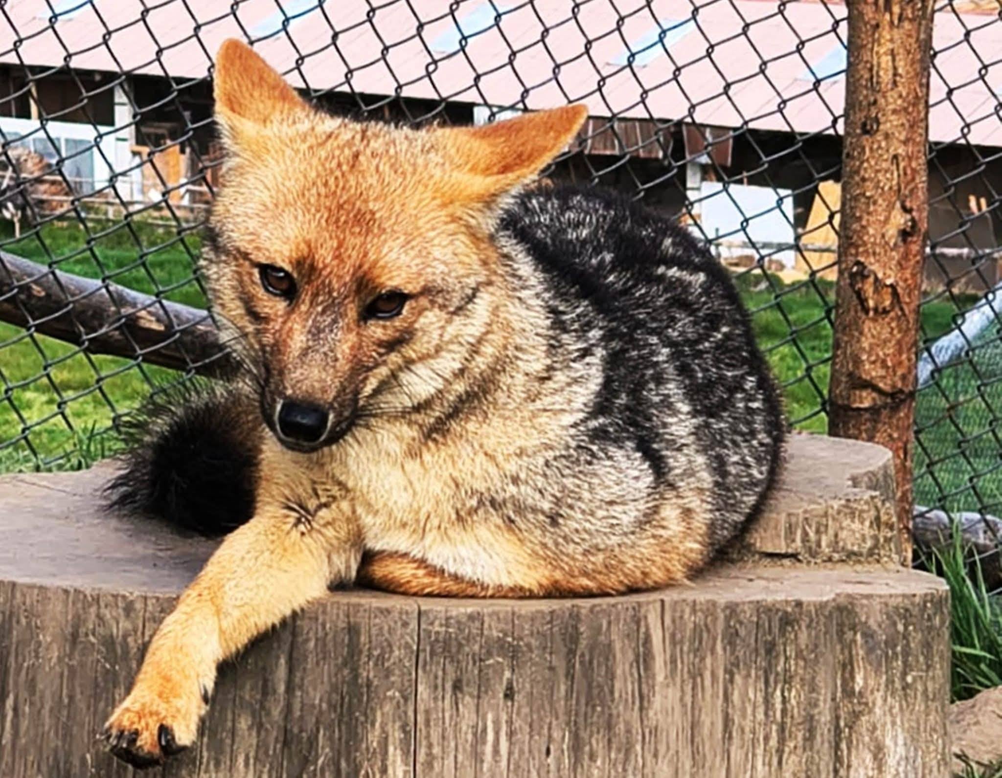 Run Run, el zorro andino que conquistó el Perú, ya es padre. Foto: SERFOR.
