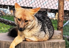 Cajamarca: Run Run, el zorro andino que conquistó el Perú, ya es padre (FOTOS)