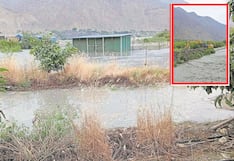 La Libertad: Río Chicama arrasa con 10 hectáreas de sembríos de palta