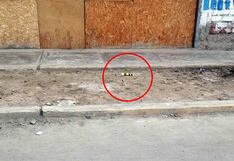 Chincha: malandros dejan explosivo en vivienda del sector 28 de Julio, en Pueblo Nuevo