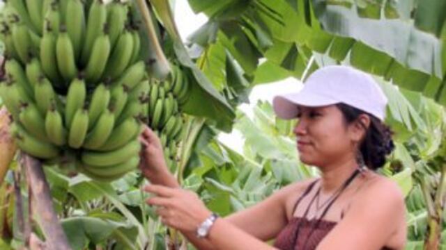 12 mil agricultores se beneficiarán con producción de plátanos resistentes a plagas