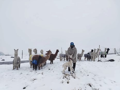 Arequipa: Ganado vacuno muere en San Juan de Tarucani por intensas lluvias