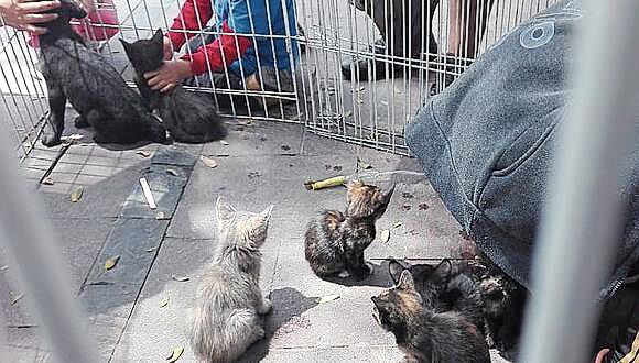 Esperan que venta de animales se reduzca (Foto:GEC)