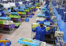 Ica concentra la mitad de exportaciones de uva y se inicia campaña 2026-2027 con primer envío a EE.UU