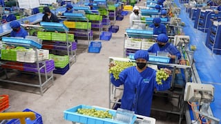 Ica concentra la mitad de exportaciones de uva y se inicia campaña 2026-2027 con primer envío a EE.UU