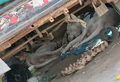 Chiclayo: piden apoyo de la PNP y MPCh para rescatar a perros maltratados