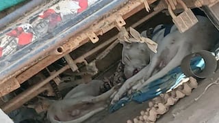 Chiclayo: piden apoyo de la PNP y MPCh para rescatar a perros maltratados