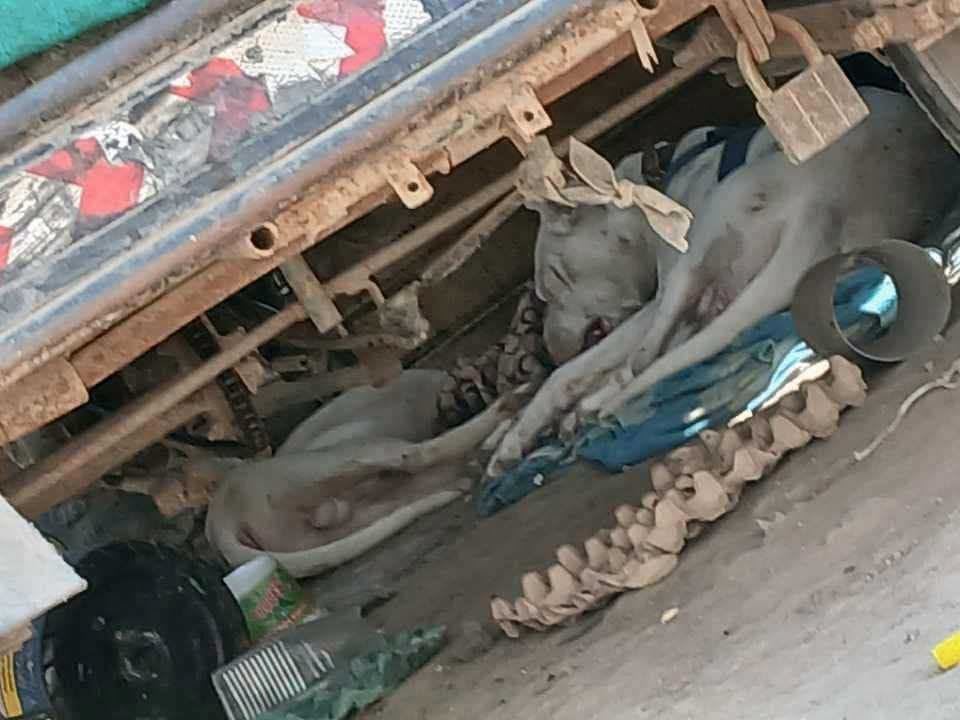 Usuarios denunciaron maltrato contra canes en Chiclayo.