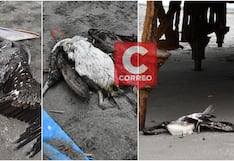 Aparecen hasta 14 aves marinas muertas en San Andrés y Pisco Playa
