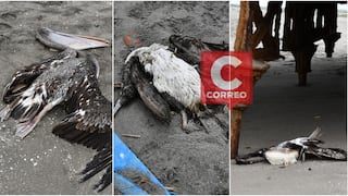Aparecen hasta 14 aves marinas muertas en San Andrés y Pisco Playa