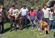 Cusco: PNP rescata a ‘Pitufina’, can que cayó a barranco en Sacsayhuamán (VIDEO)