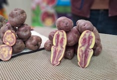 Productores ofertan 600 toneladas de papa nativa para las pollerías