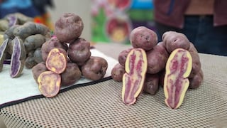 Productores de Junín buscan vender 600 toneladas de papa nativa tras perder mercado