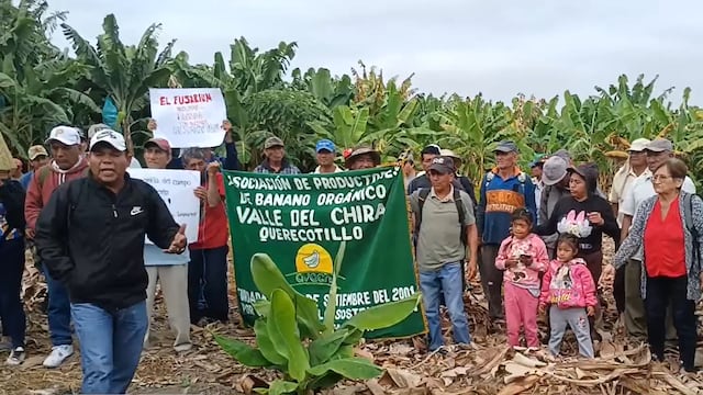 Sullana: Bananeros piden solución por la plaga del Fusarium