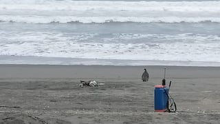 Pelícanos muertos en playas de Arequipa generan temor en visitantes