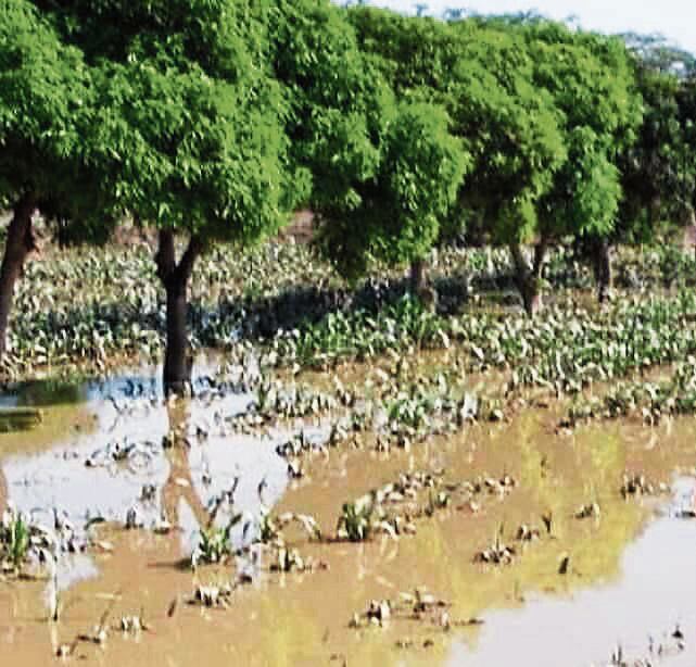 Cultivo de arroz inundado. GEC.