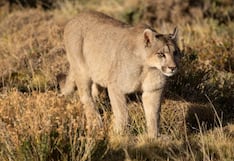 Pumas atacan y matan ganado de alpacas en las alturas de Tarma