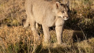 Pumas atacan y matan ganado de alpacas en las alturas de Tarma