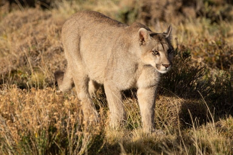 Un ejemplar de Puma concolor avanza entre los riscos de un área de la Patagonia. Foto: cortesía Franco Bucci/Rewilding Argentina