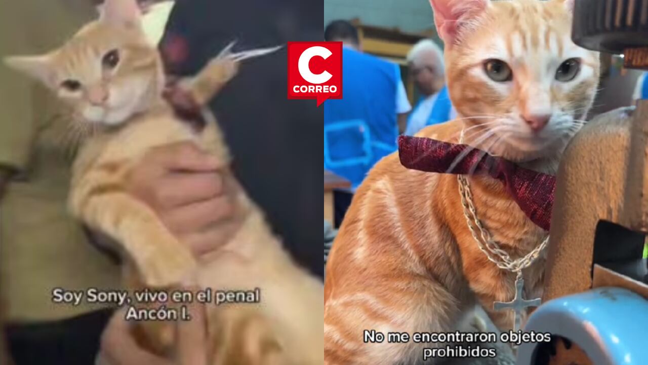 'Sony', el gato mascota de los reos del penal Ancón 1 se hace famoso en Tiktok.