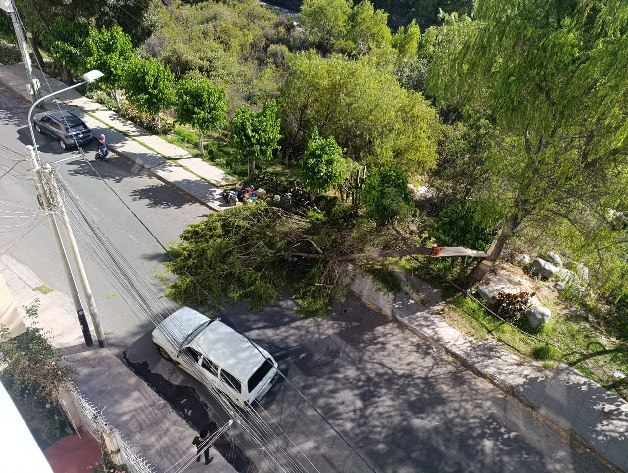 Parte del árbol terminó en medio de la pista. Foto: GEC.