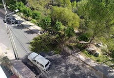 Alerta en el Malecón Chili por caída de árbol que casi causa una tragedia