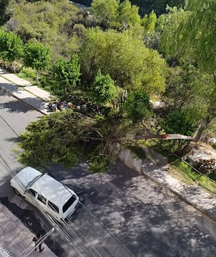 Parte del árbol terminó en medio de la pista. Foto: GEC.