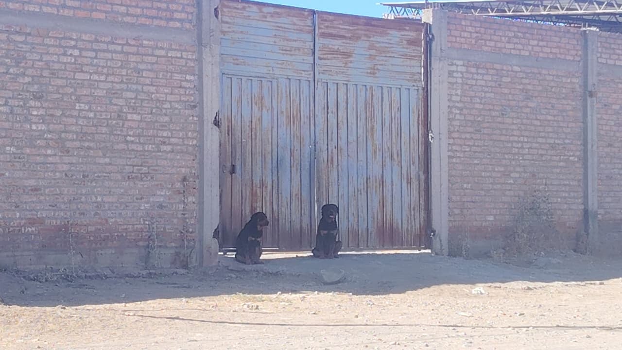 Perros rottweiler atacaron y mataron a Gregoria Mamani en el distrito de Sabandía
