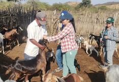 Piura: Vacunan más de cien cabezas de ganado para prevenir enfermedades