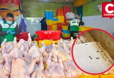 Encuentran pollos podridos y rastro de ratas en avícolas de Huancayo