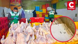 Encuentran pollos podridos y rastro de ratas en avícolas de Huancayo